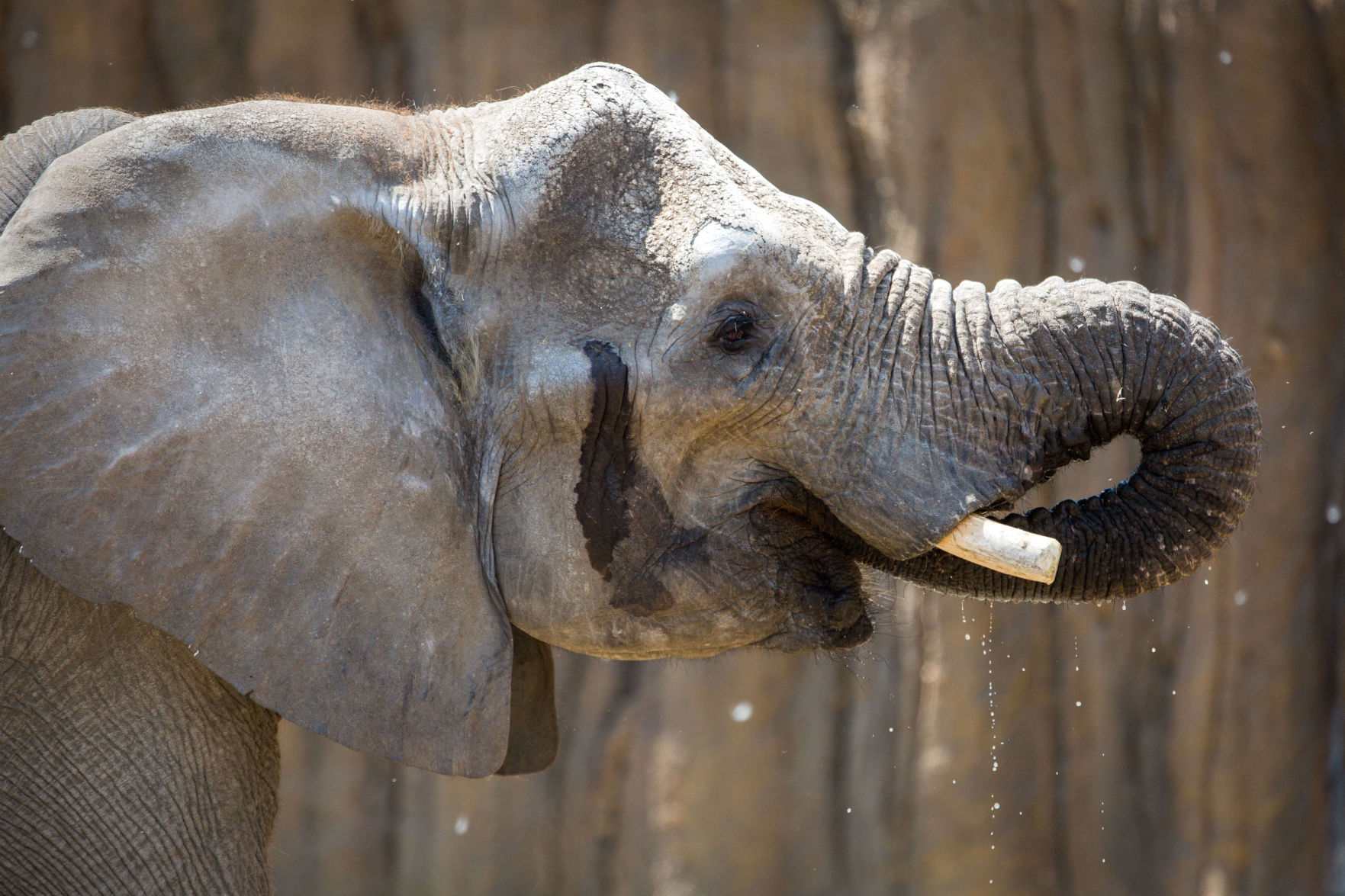 Omaha zoo elephants